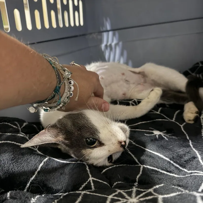 An adult medium-sized female Calico Domestic Short Hair cat named Fiona for adoption in Melrose, FL