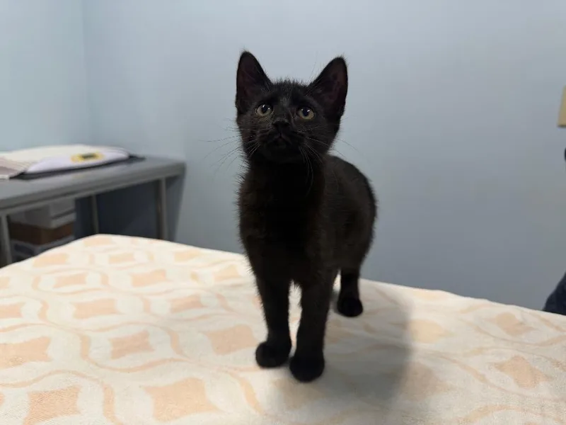 A baby medium-sized female Domestic Short Hair cat named Kippy for adoption in Raleigh, NC