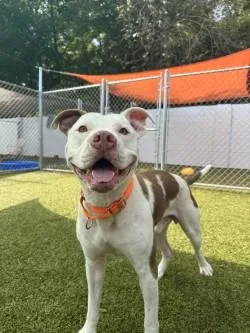 An adult large-sized male Mixed Breed dog named Toast for adoption in Savannah, GA