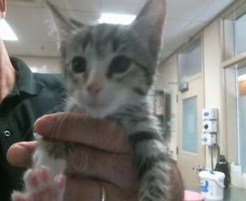 A baby small-sized female Domestic Short Hair cat named Denise for adoption in Sacramento, CA