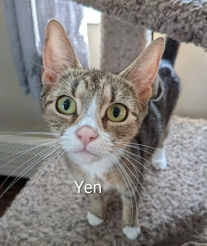 An adult medium-sized female Domestic Short Hair cat named Yen for adoption in Naugatuck, CT