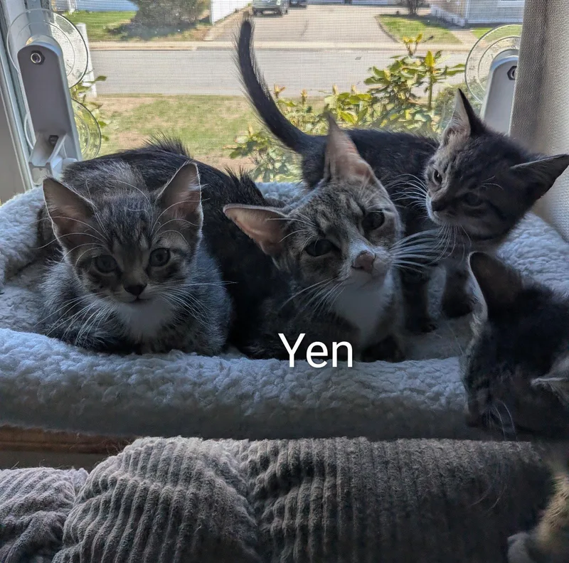 Yen thumbnail 2