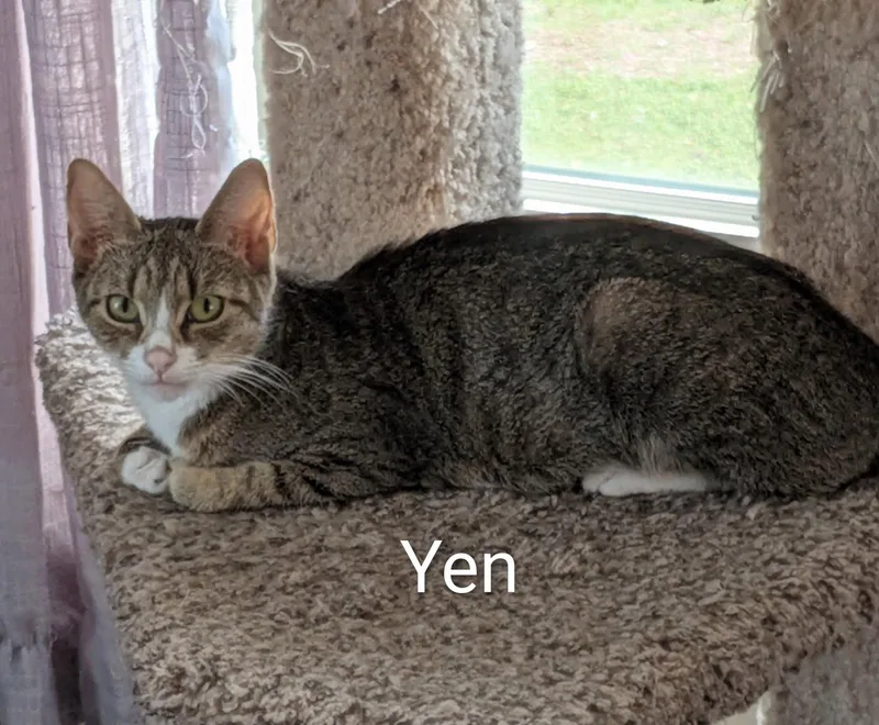 Yen thumbnail 3
