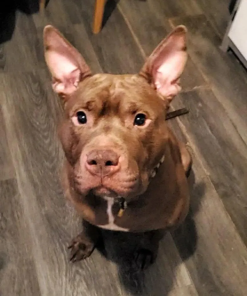 An adult large-sized male Pit Bull Terrier dog named Calvin for adoption in Strongsville, OH