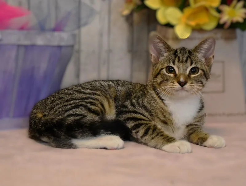 A baby small-sized female Domestic Short Hair cat named Leilani for adoption in Roanoke, TX