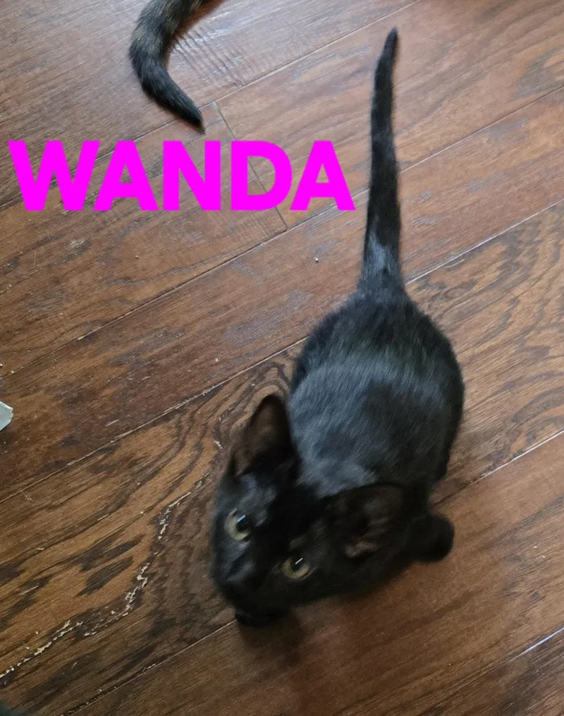 A baby medium-sized female Black Domestic Short Hair cat named Comedy Club Wanda for adoption in Leesburg, VA