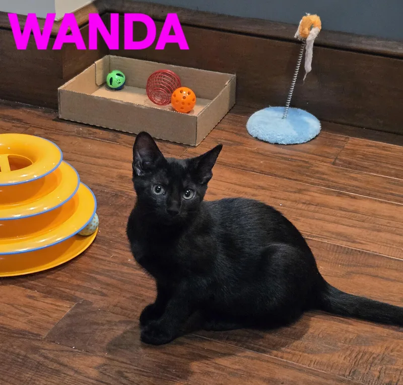 Comedy Club  Wanda thumbnail 3