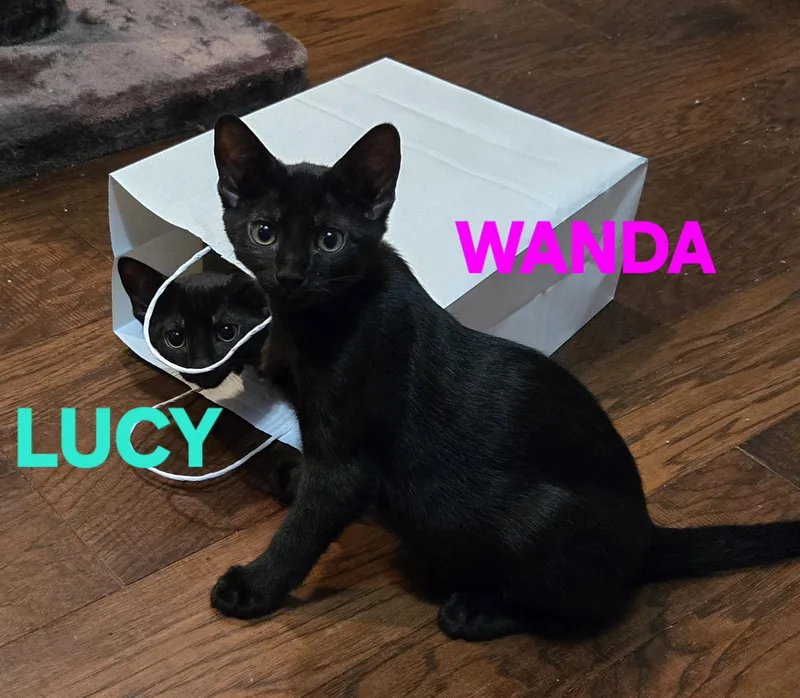 Comedy Club  Wanda thumbnail 4