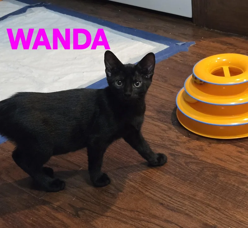Comedy Club  Wanda thumbnail 5