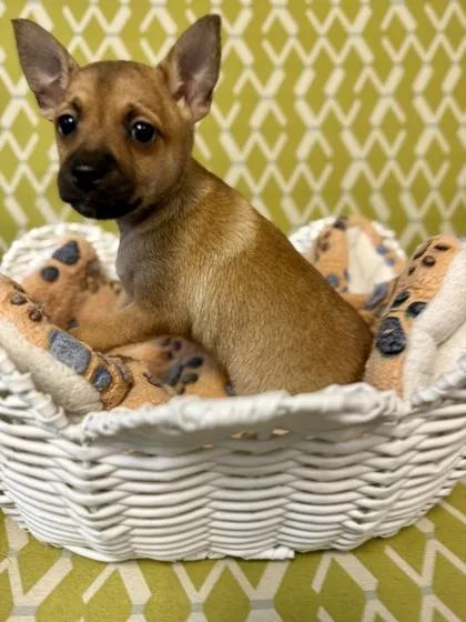 A baby small-sized female Mixed Breed dog named Sedona for adoption in Lawrenceville, GA