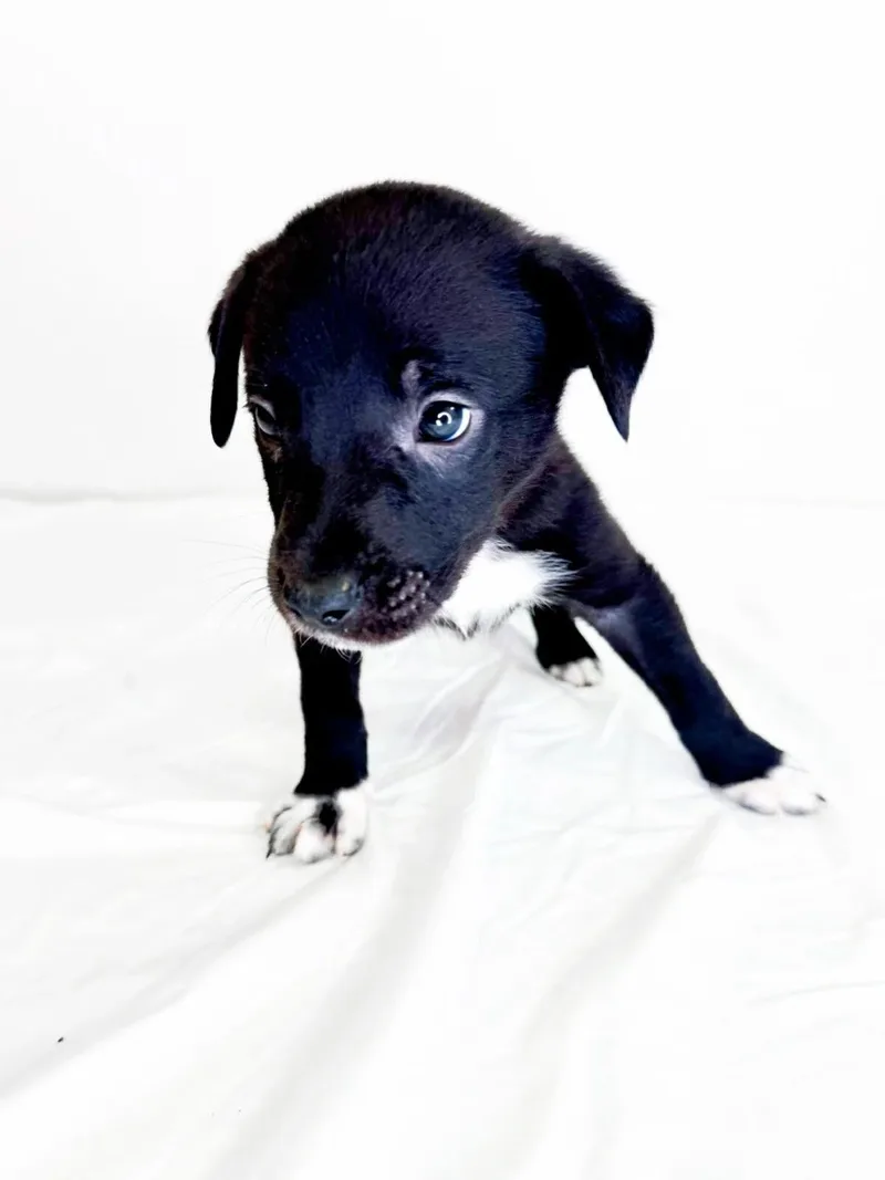 A baby medium-sized male Black Australian Cattle Dog / Blue Heeler dog named Prior for adoption in Bixby, OK
