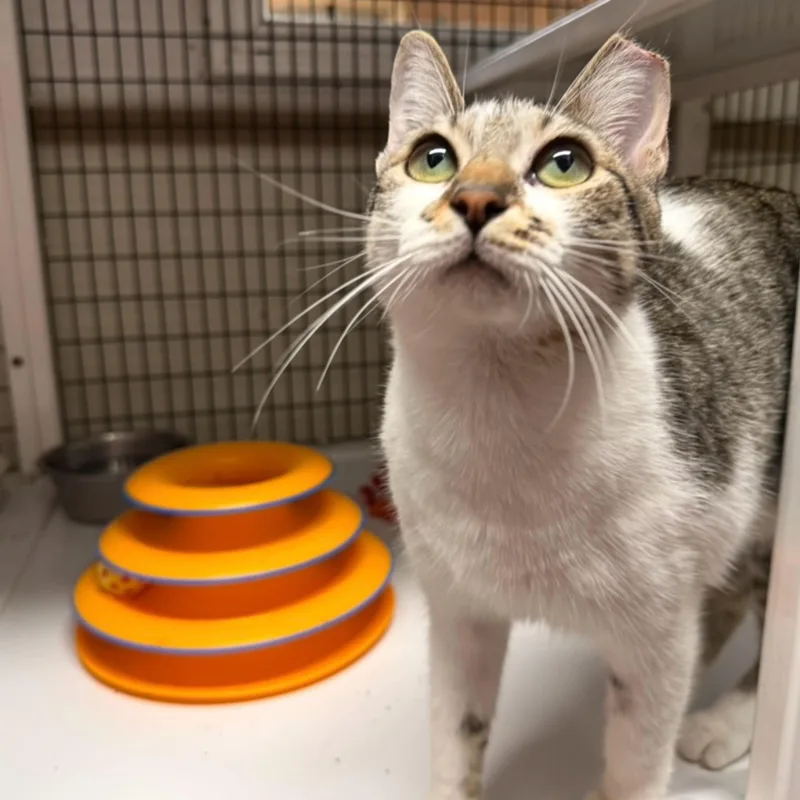 A young medium-sized female Tabby (Gray / Blue / Silver) Tabby cat named Omi for adoption in Kingwood, TX