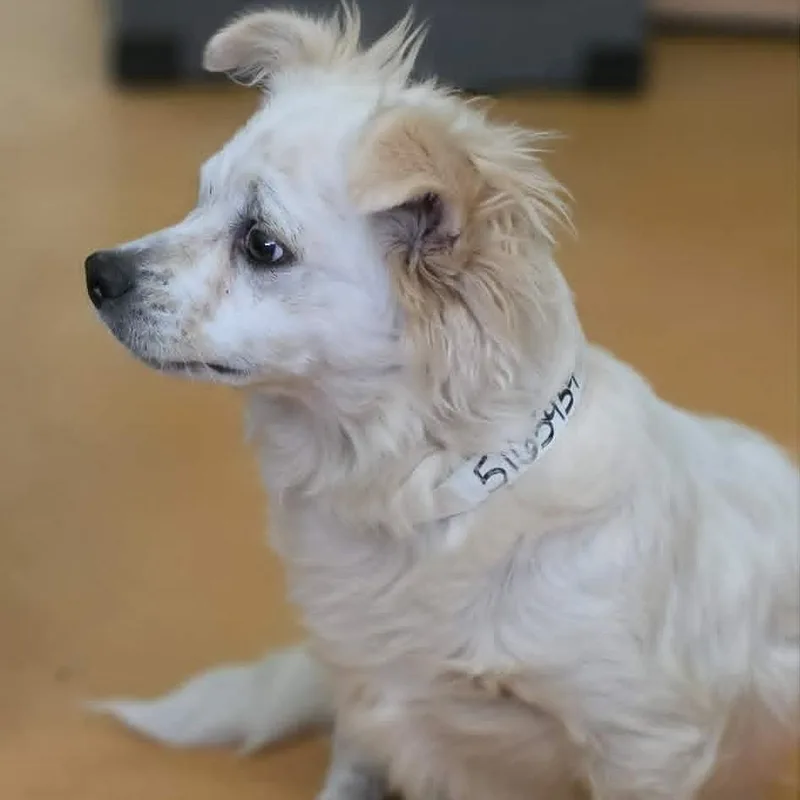 An adult small-sized male White / Cream Chihuahua dog named Gully for adoption in Marana, AZ