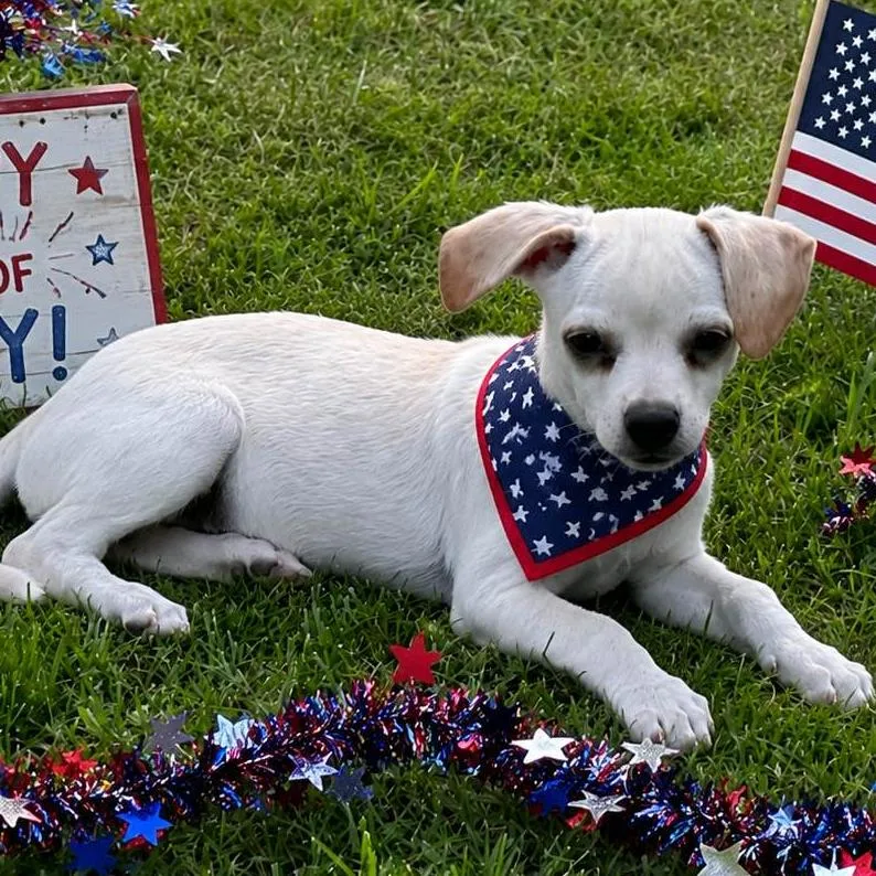 A baby medium-sized female Chihuahua dog named Kiana for adoption in Locust Fork, AL