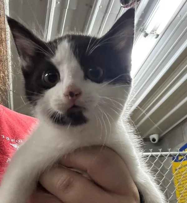 A baby small-sized female Domestic Short Hair cat named Calli for adoption in Campbellsville, KY