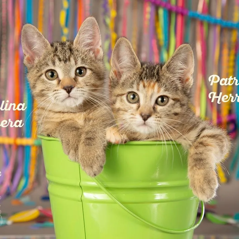 Carolina Herrera thumbnail 3