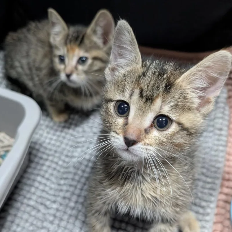 Carolina Herrera thumbnail 5