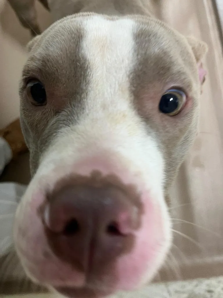 Nala