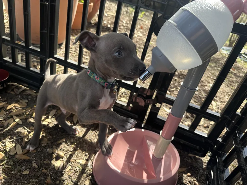 Fish Taco thumbnail 2