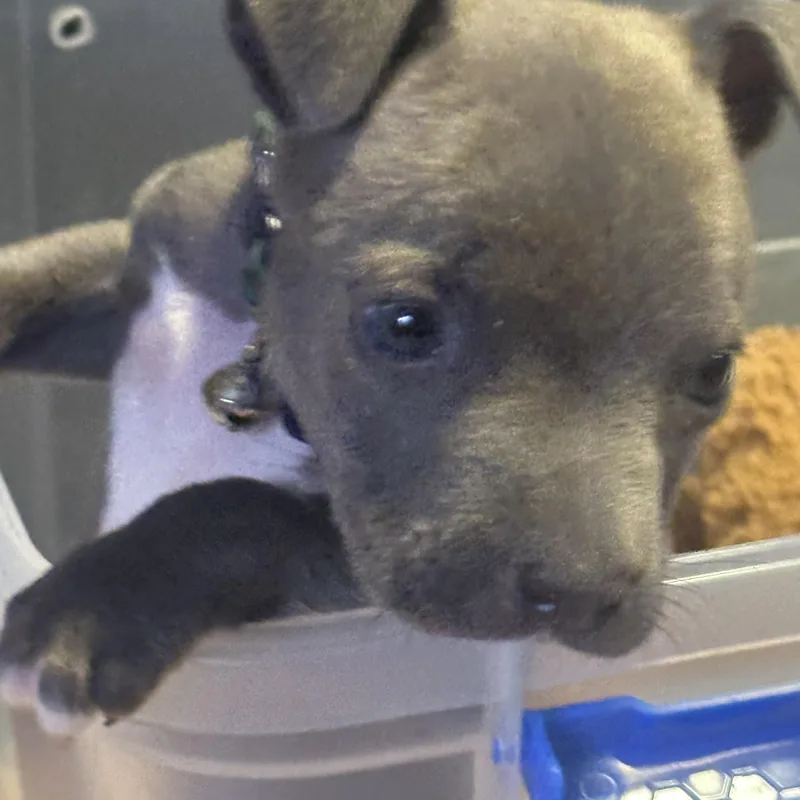 Fish Taco thumbnail 3