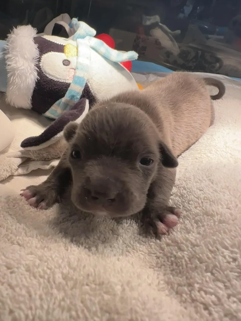 Fish Taco thumbnail 4