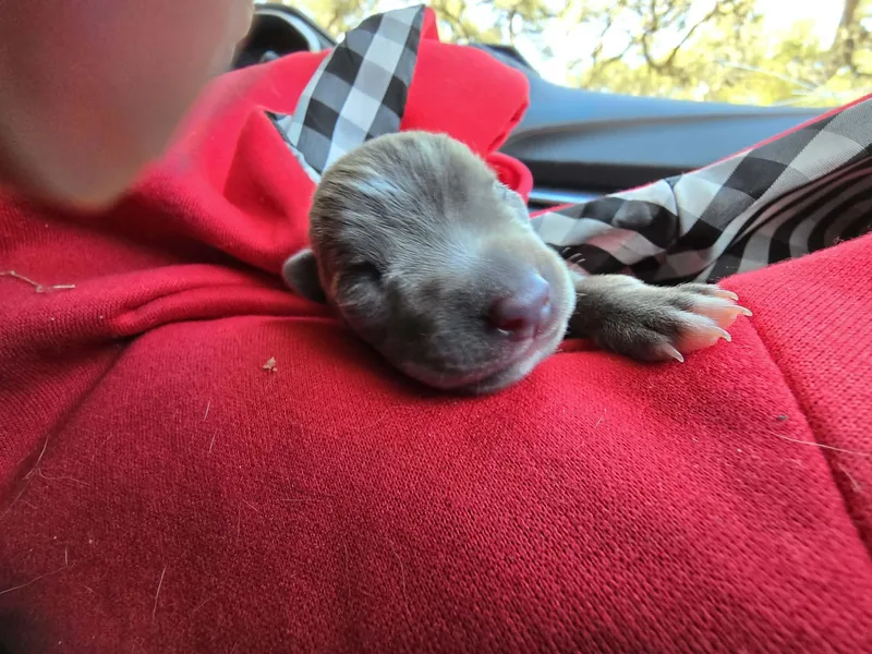 Fish Taco thumbnail 5