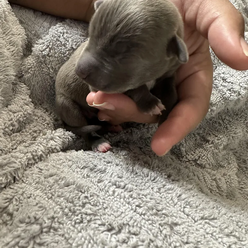 Fish Taco thumbnail 6