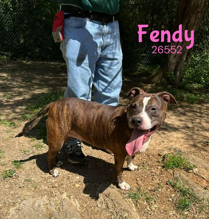 An adult large-sized female Brindle Pit Bull Terrier dog named Fendy for adoption in Oak Ridge, TN