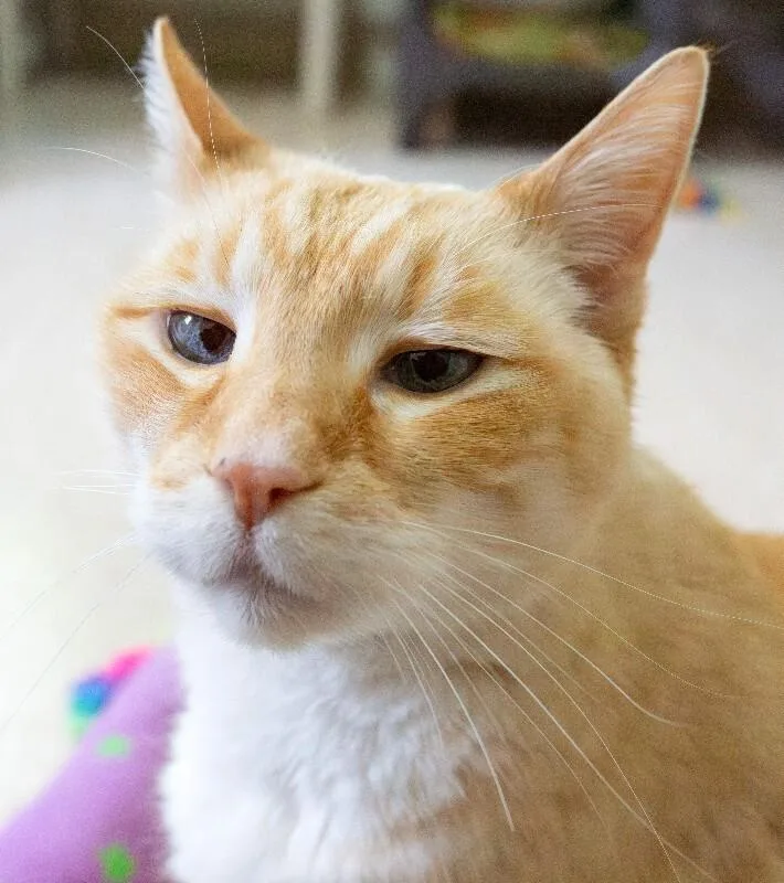 A senior medium-sized male Flame Point Domestic Short Hair cat named Puddy Cat for adoption in Arlington, WA