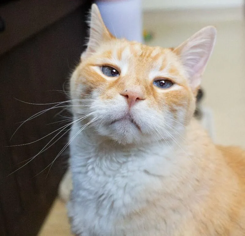 Puddy Cat thumbnail 2