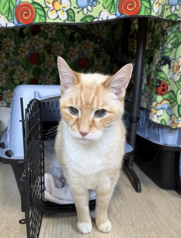 Puddy Cat thumbnail 3