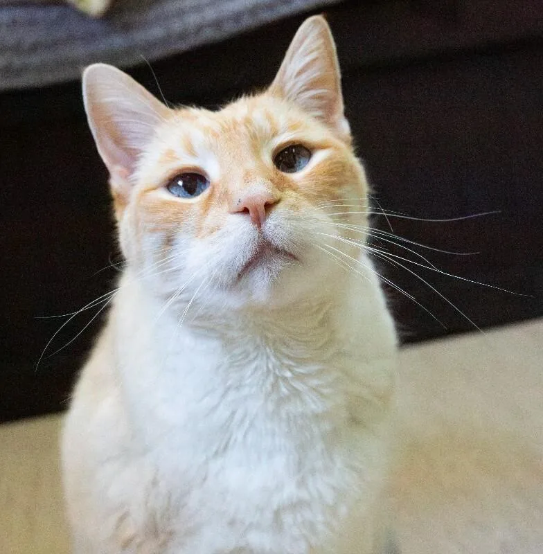 Puddy Cat thumbnail 4