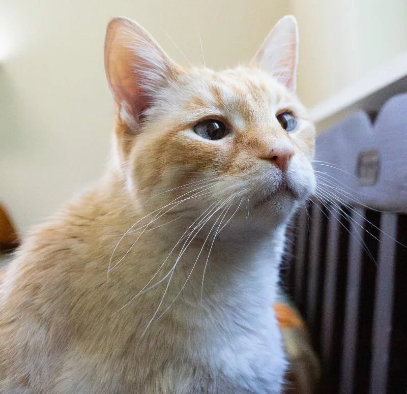 Puddy Cat thumbnail 5