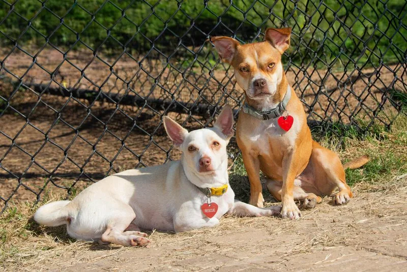 Tater Tot thumbnail 3