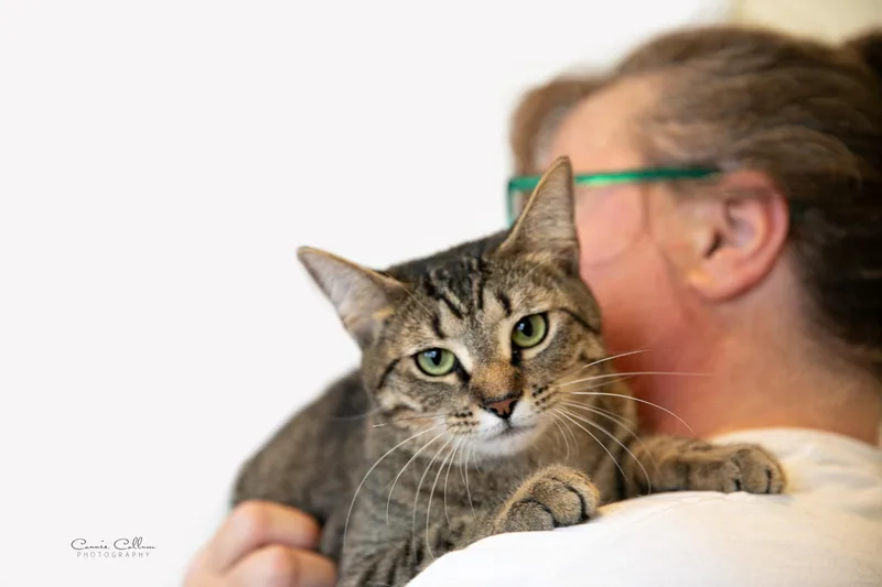 An adult medium-sized female Tabby (Brown / Chocolate) Domestic Short Hair cat named Olivia for adoption in Homewood, AL