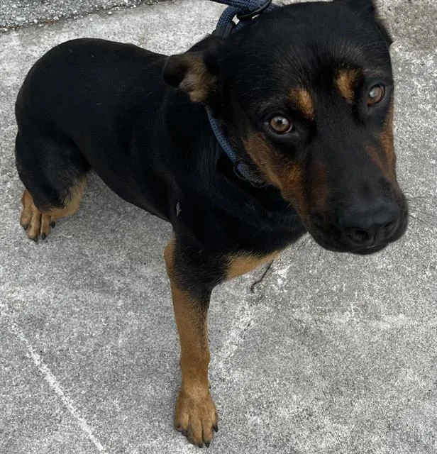 A young medium-sized male Rottweiler dog named Ben for adoption in Miami, FL