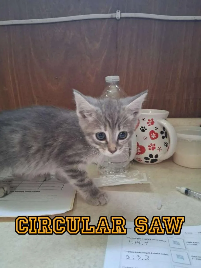A baby small-sized female Domestic Short Hair cat named Circular Saw for adoption in Hillsboro, OH