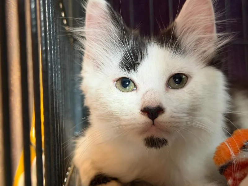 A baby small-sized female Domestic Long Hair cat named Hattie for adoption in Peru, NY