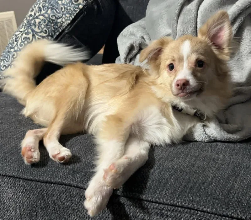 Dobby
