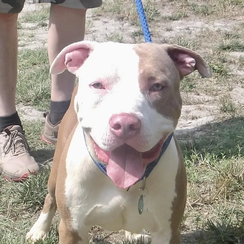 A young medium-sized male Pit Bull Terrier dog named August for adoption in Gloucester, VA