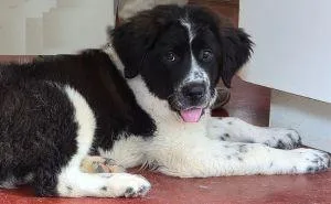 A baby large-sized male Newfoundland Dog dog named Nick for adoption in Savannah, MO