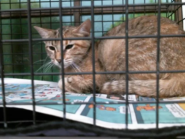 A young small-sized female Domestic Short Hair cat named Sprout for adoption in Houston, TX