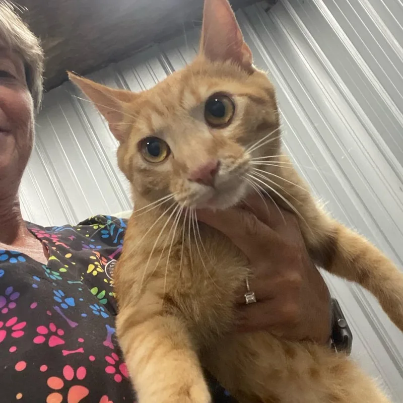 An adult medium-sized male Orange / Red Domestic Short Hair cat named Kevin for adoption in Parrish, AL