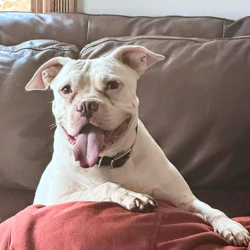 An adult medium-sized male White / Cream English Bulldog dog named Freeway for adoption in Rochester, MN