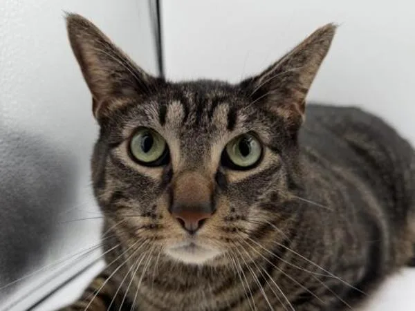 An adult small-sized male Domestic Short Hair cat named Monty for adoption in Portland, OR