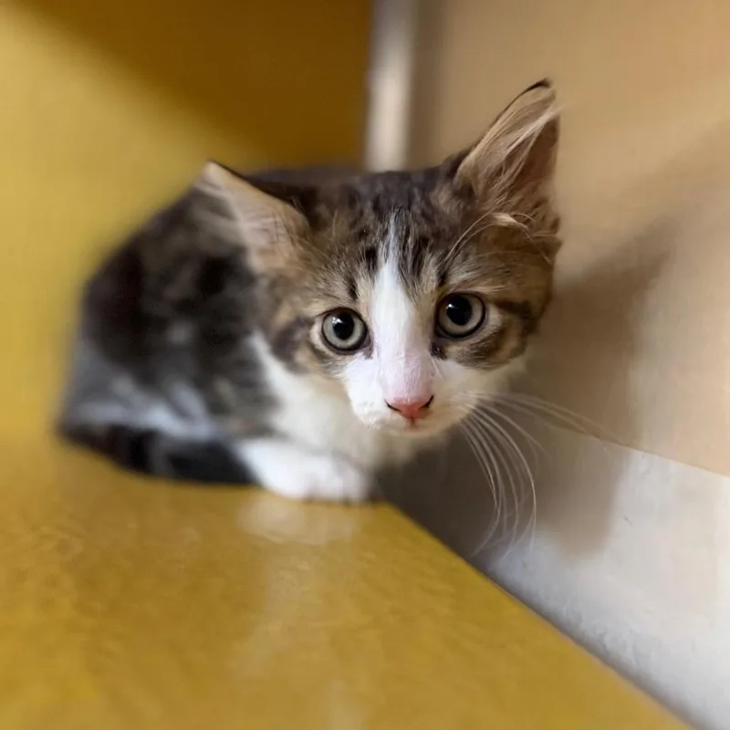 A baby small-sized male Domestic Short Hair cat named Bismark for adoption in Las Vegas, NV