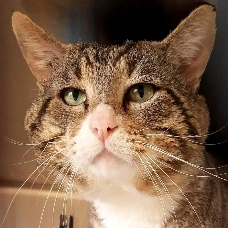 An adult medium-sized male Tabby (Brown / Chocolate) Domestic Short Hair cat named Kovidar Reduced Fee! for adoption in Jefferson, WI