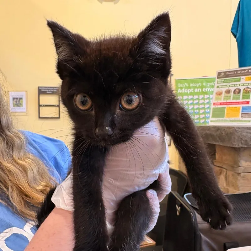 A baby small-sized female Black Domestic Short Hair cat named Uncle Fred for adoption in Lynchburg, VA