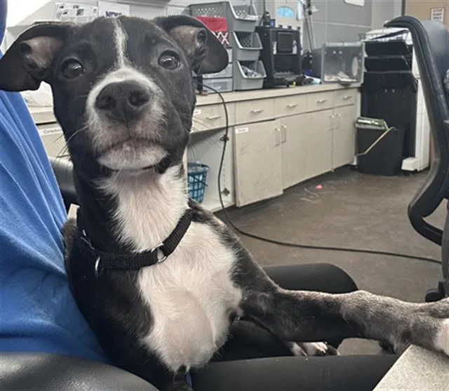 A young medium-sized male Mixed Breed dog named Duke for adoption in Dallas, TX