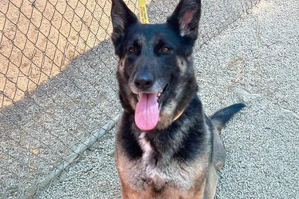 An adult large-sized female German Shepherd Dog dog named Glenda for adoption in Newport Beach, CA